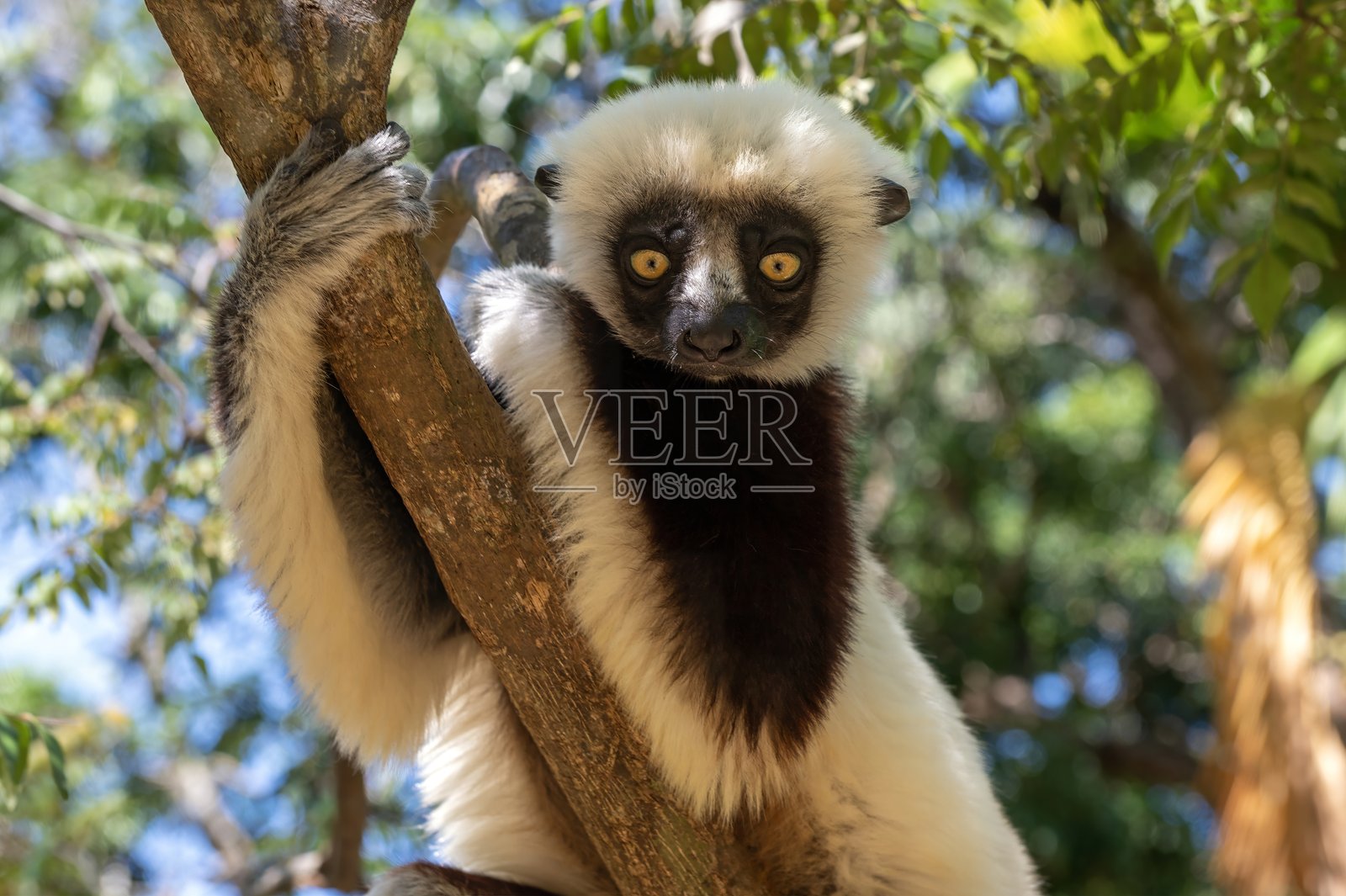 科克雷尔西法卡狐猴(Propithecus coquereli),特有物种,马达加斯加的自然环境照片摄影图片