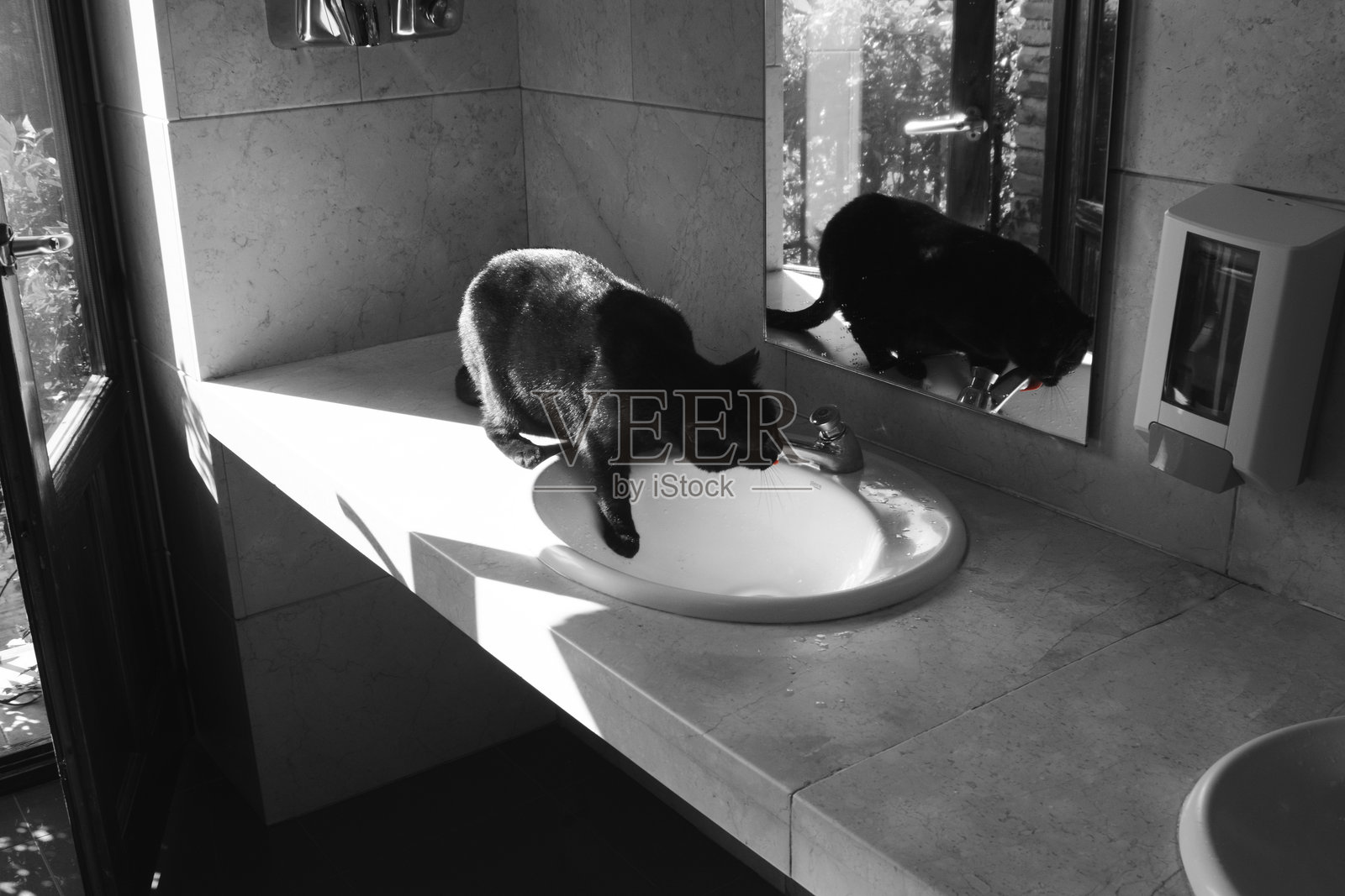黑猫在公共浴室水槽喝水。照片摄影图片
