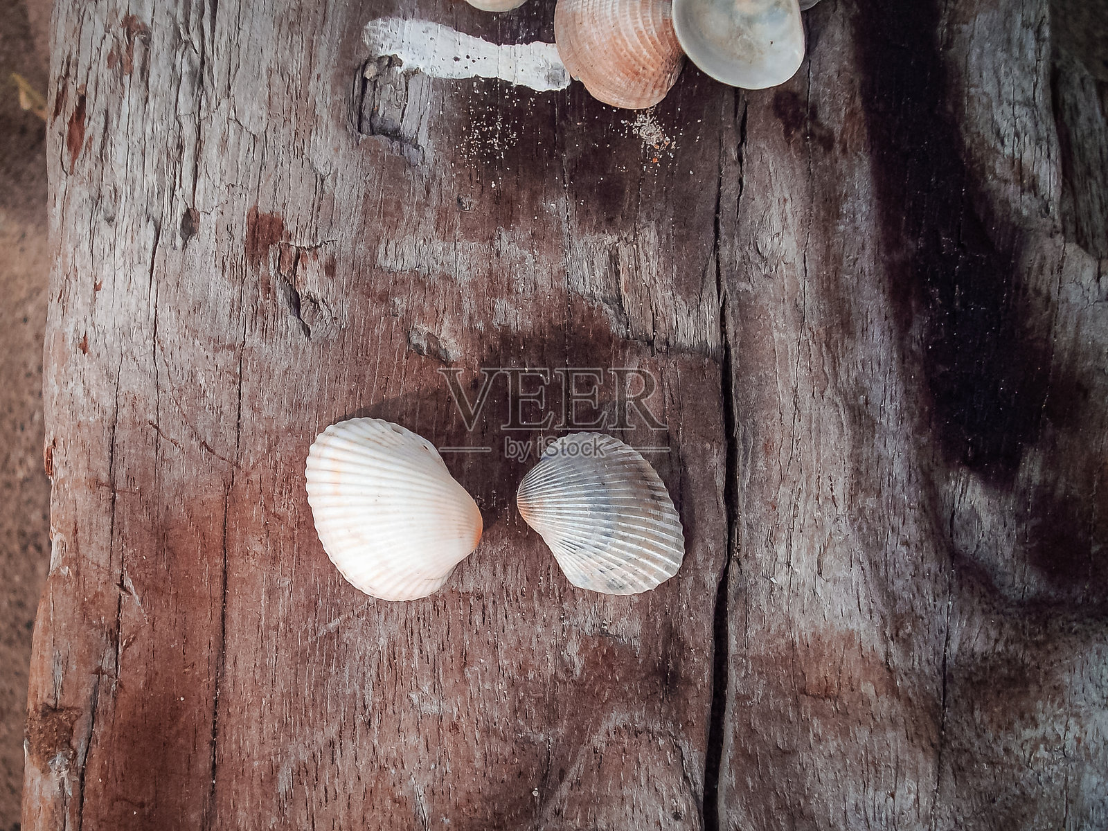 海贝壳照片摄影图片