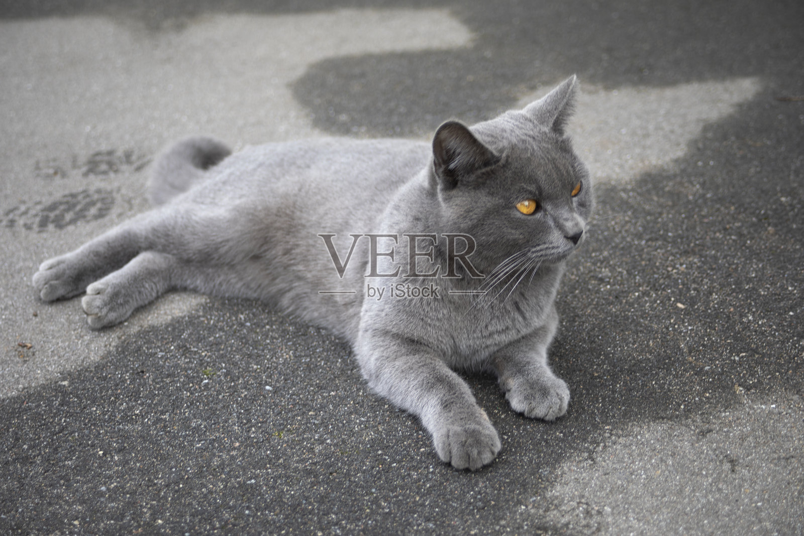 一只灰色的猫躺在沥青上。路上的宠物。街上的流浪猫。照片摄影图片