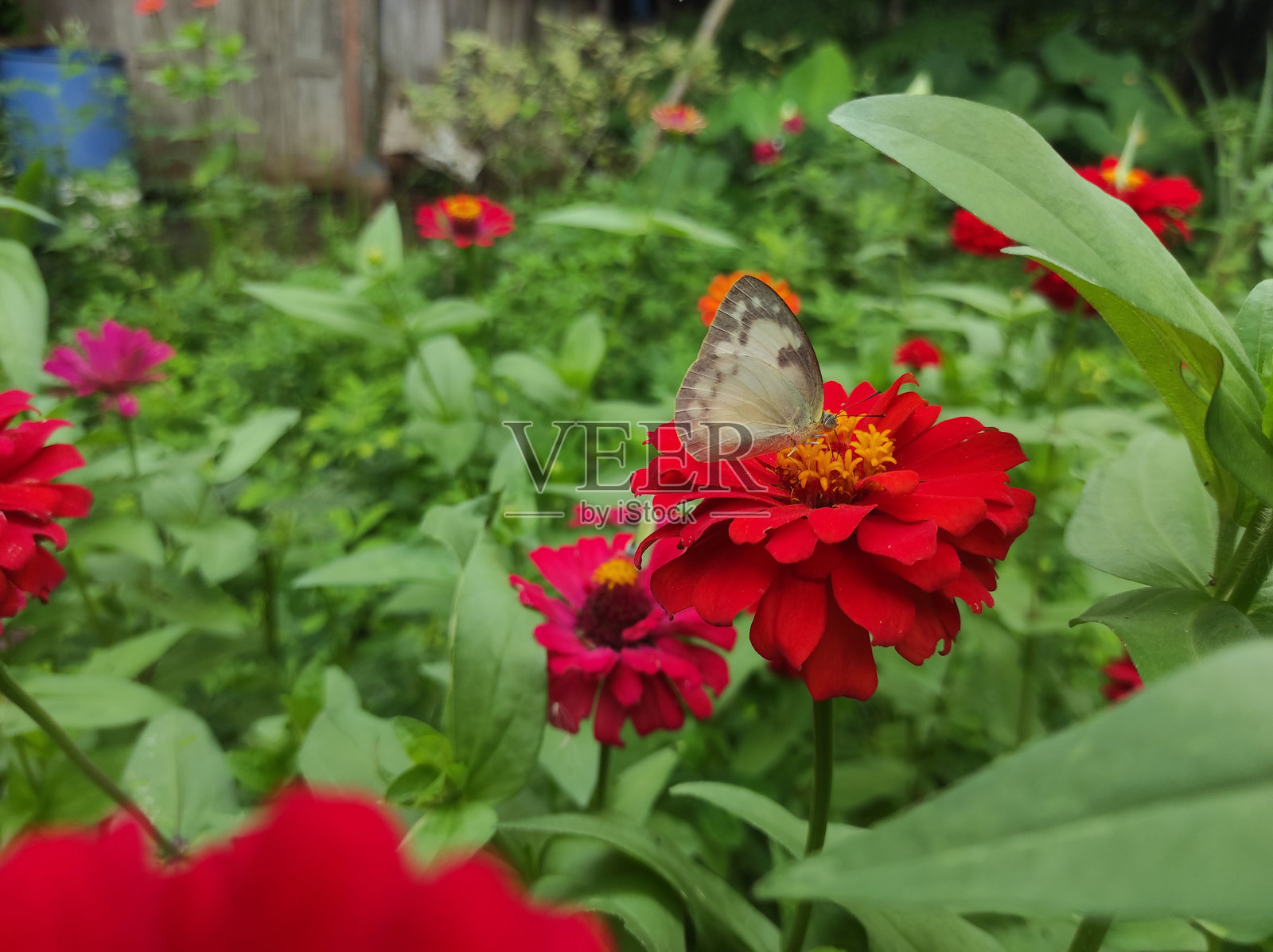 蝴蝶停在百日草花上照片摄影图片