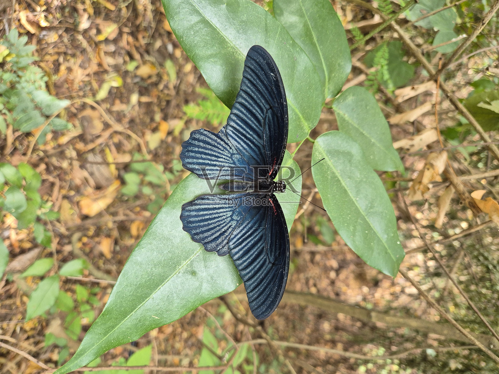 黑色蝴蝶停在绿色叶子上照片摄影图片