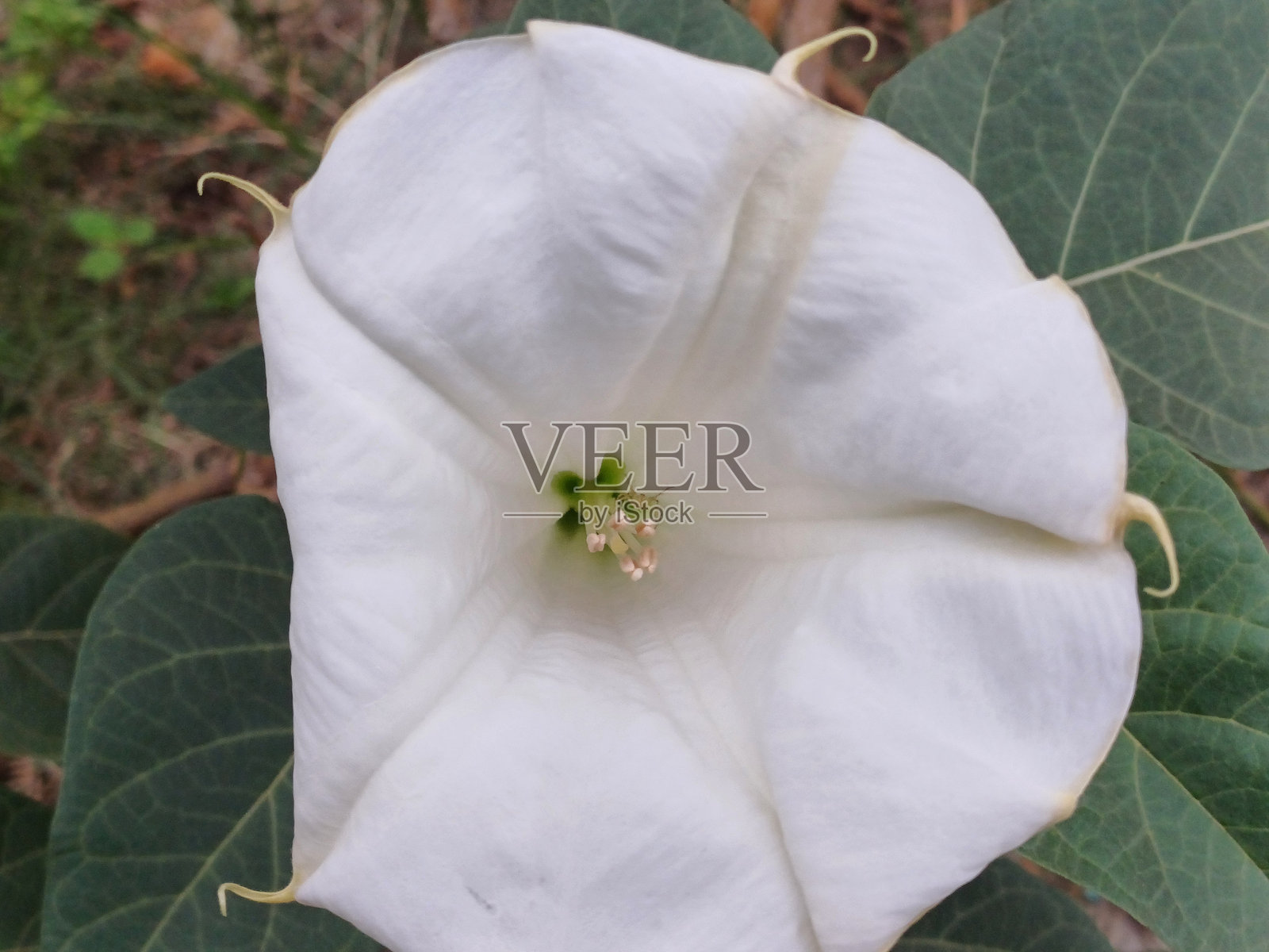 细致的白色曼陀罗花朵特写,花瓣柔软,细节复杂,背景为绿色叶子。照片摄影图片