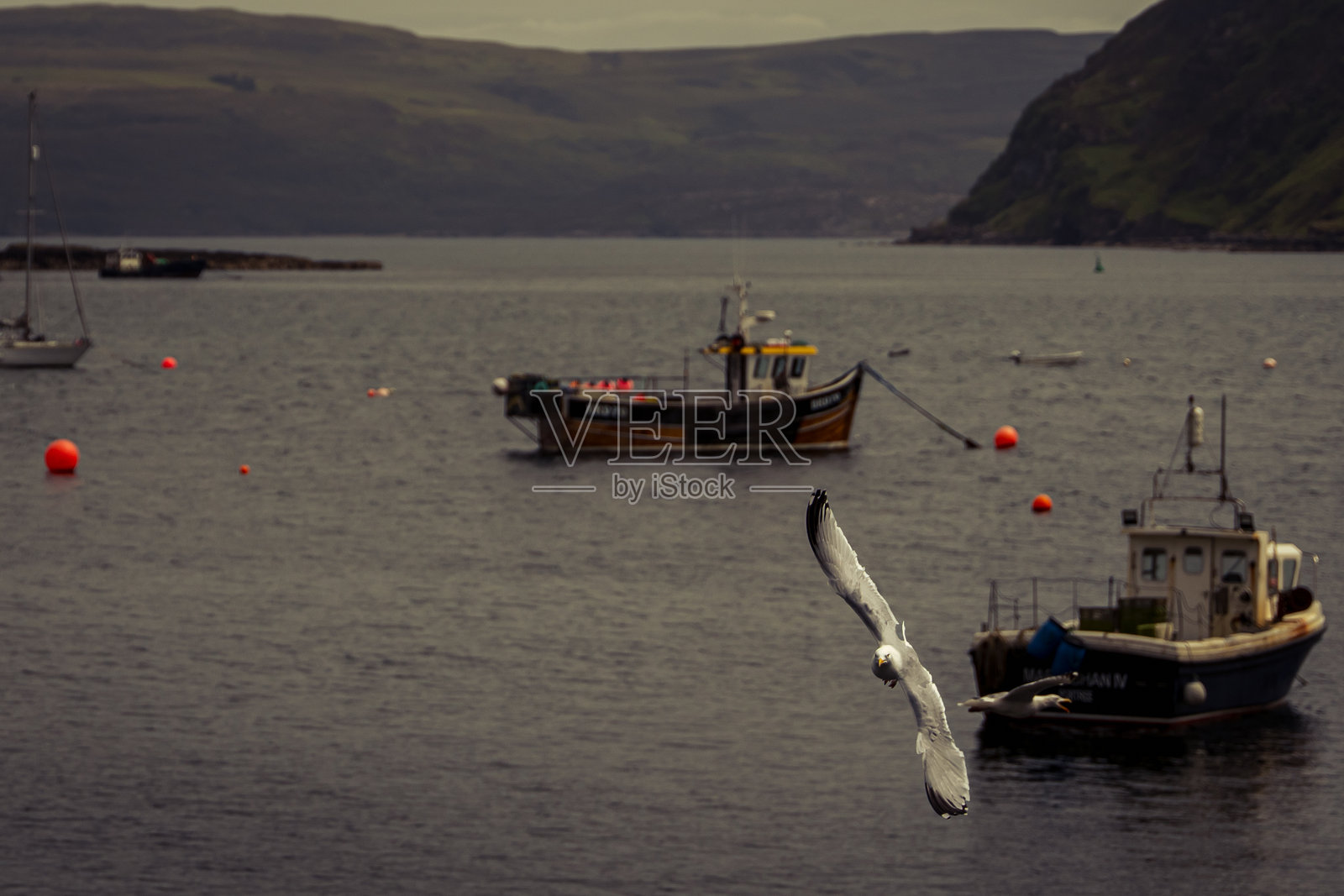 美丽的海鸥在苏格兰斯凯岛的波特里飞翔,展翅翱翔。港口停靠着渔船。苏格兰高地。英国。照片摄影图片