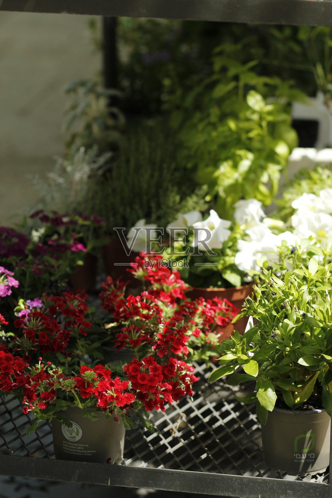 公园里的美丽花朵照片摄影图片