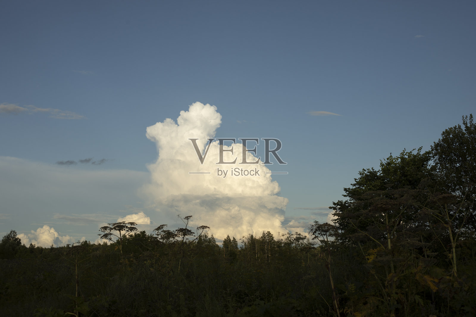 天空中的大云。森林上空的云。森林的风景。照片摄影图片