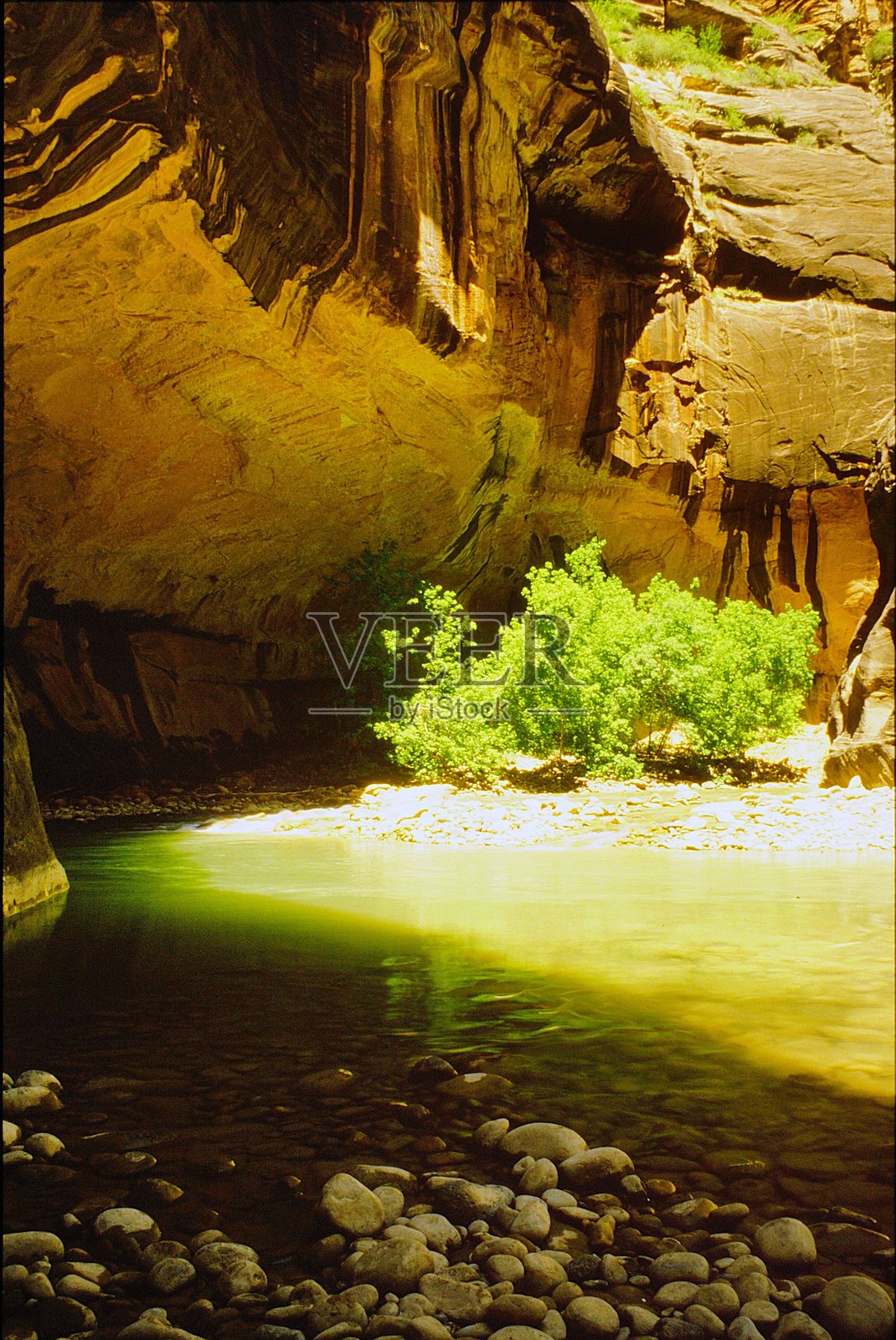 犹他州锡安国家公园的维尔京河峡谷 1985年6月照片摄影图片