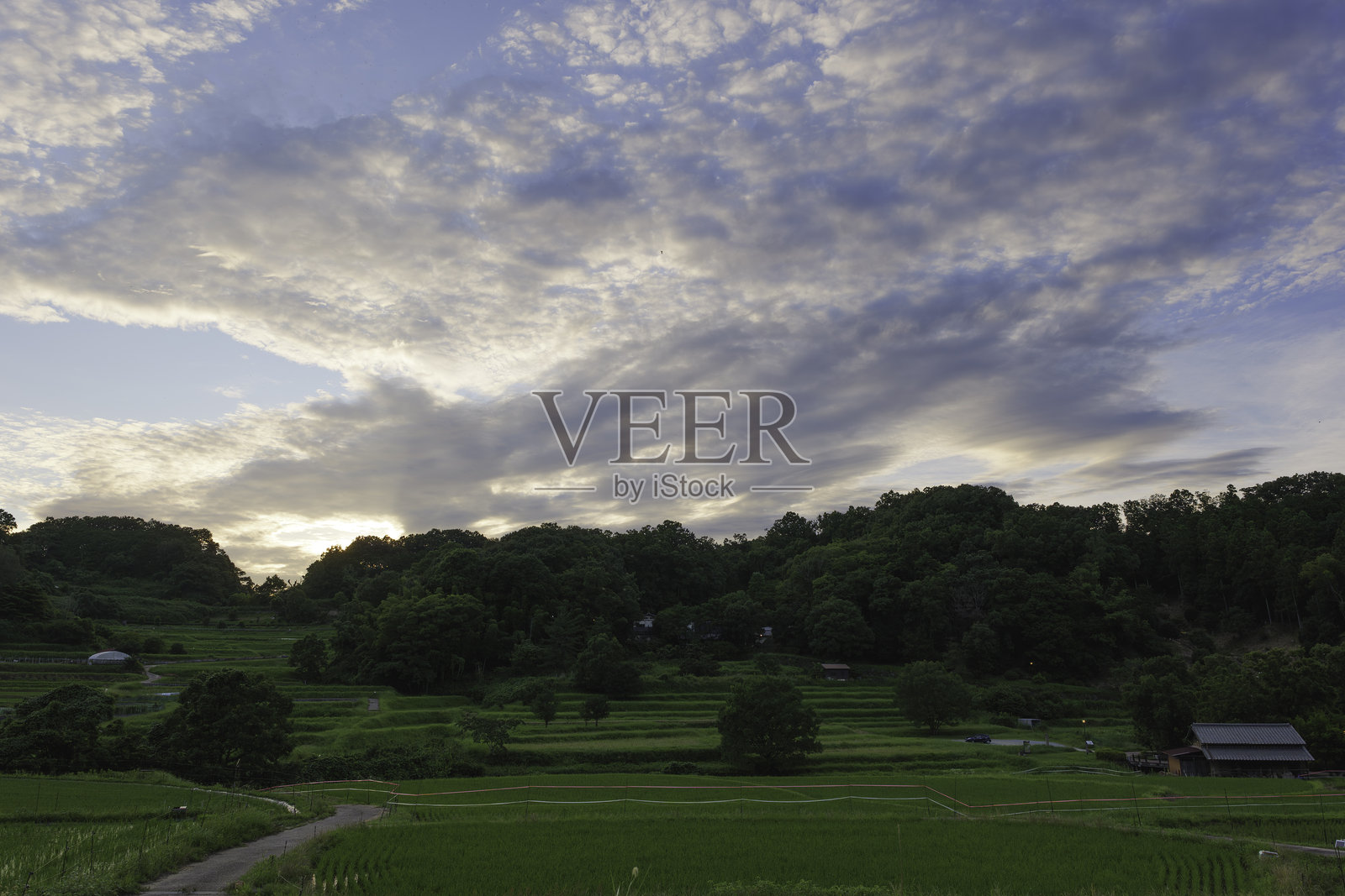 天空中的日落景色与稻田植物的自然美。照片摄影图片