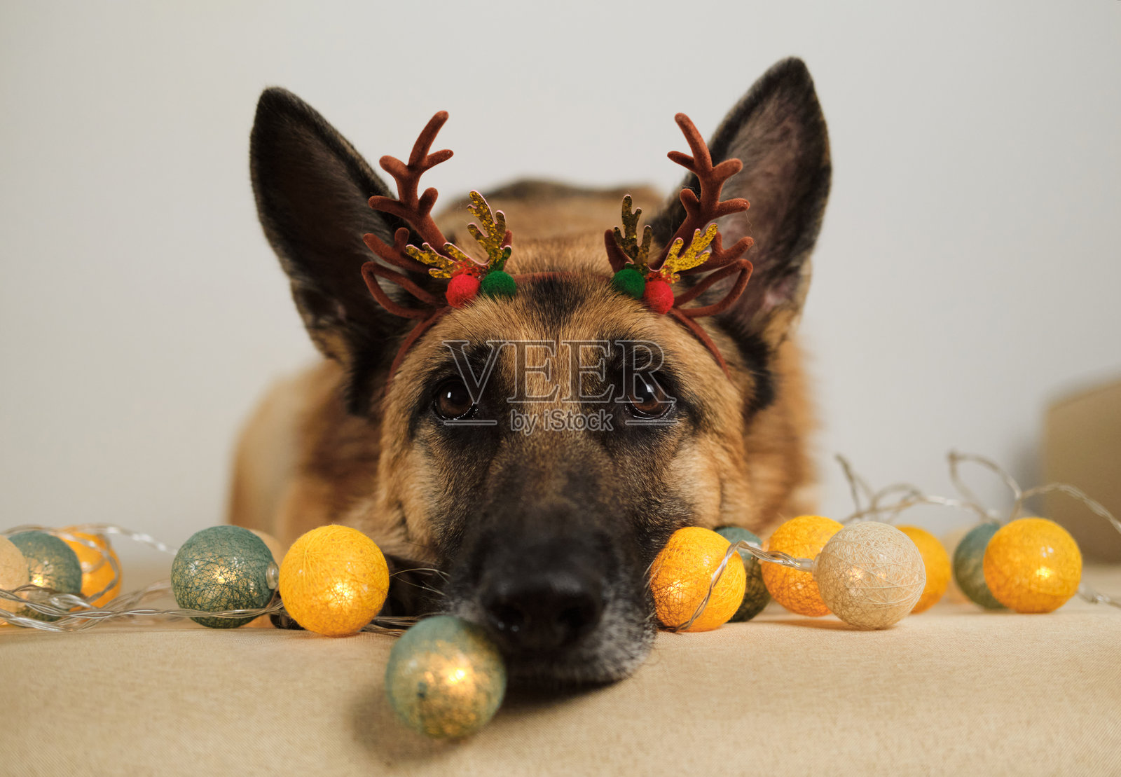 宠物庆祝新年和圣诞节的概念。红黑色的德国牧羊犬头戴棕色驯鹿角头带。带有狗和花环的贺卡。特写肖像。照片摄影图片