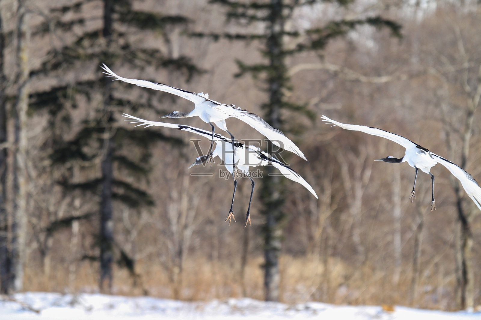 冬季空气中红冠鹤起飞,北海道,日本照片摄影图片