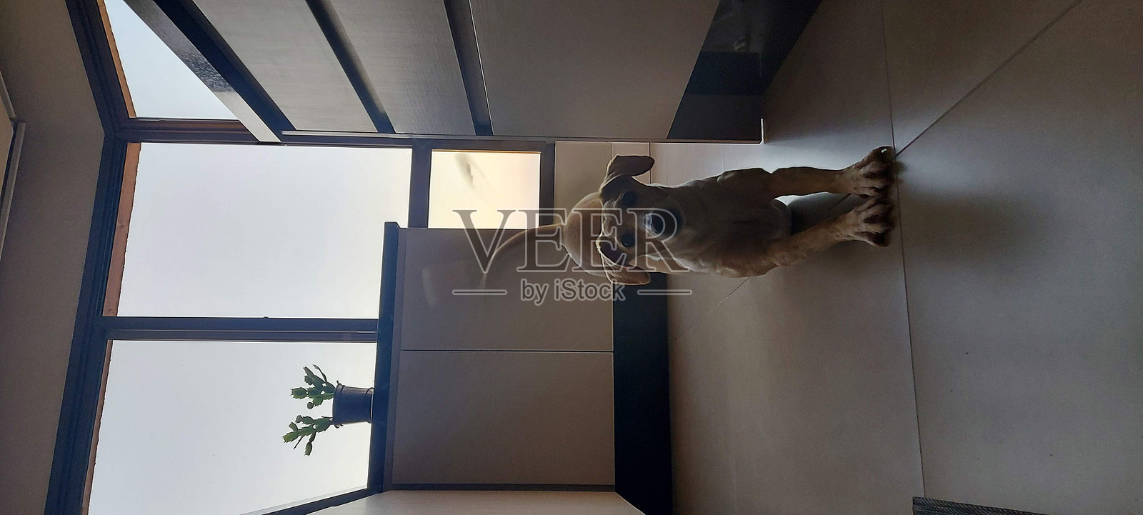 狗的风格照片摄影图片