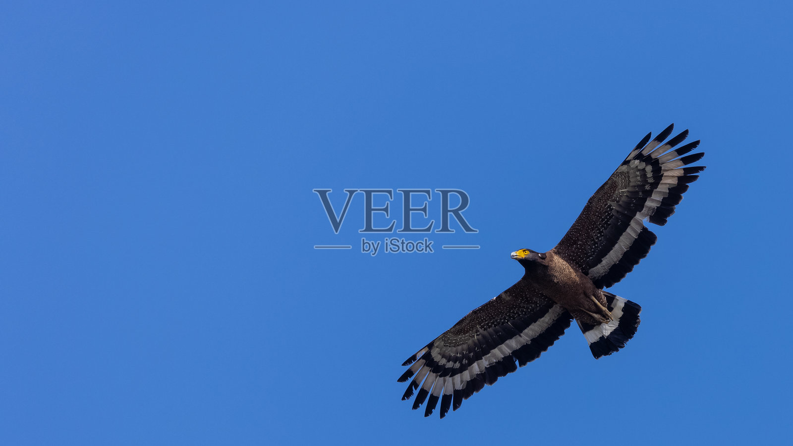 飞翔中的冠蛇雕照片摄影图片