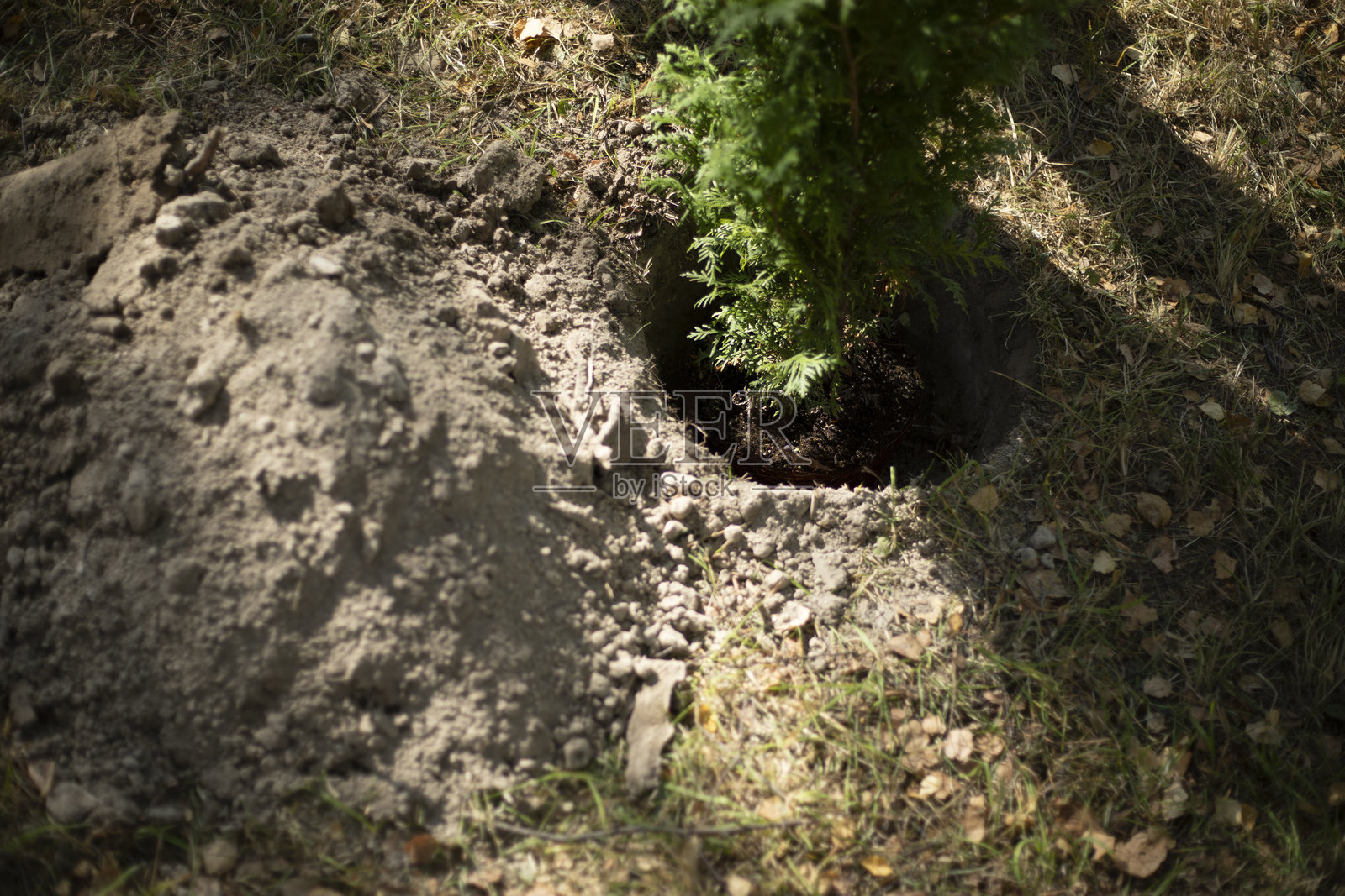 在地里种树。在地里种幼苗。公园景观设计。照片摄影图片