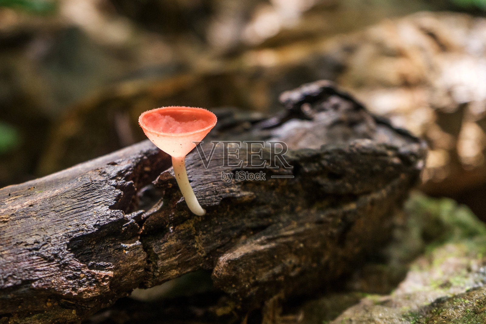 红色杯状蘑菇在木头上照片摄影图片