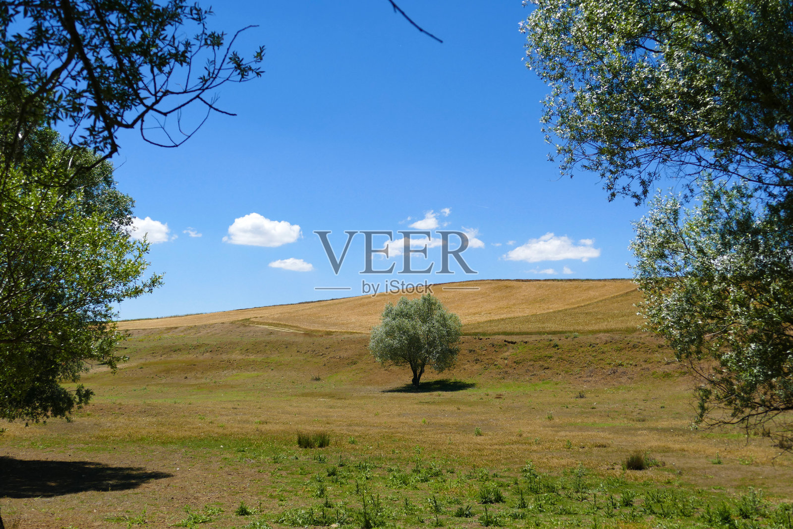 柳树,属于大陆气候的树种之一,柳树特写。照片摄影图片