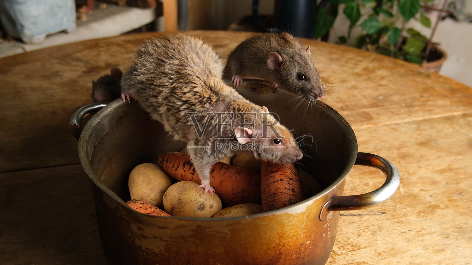 灰色老鼠、土豆和胡萝卜在锅里。照片摄影图片