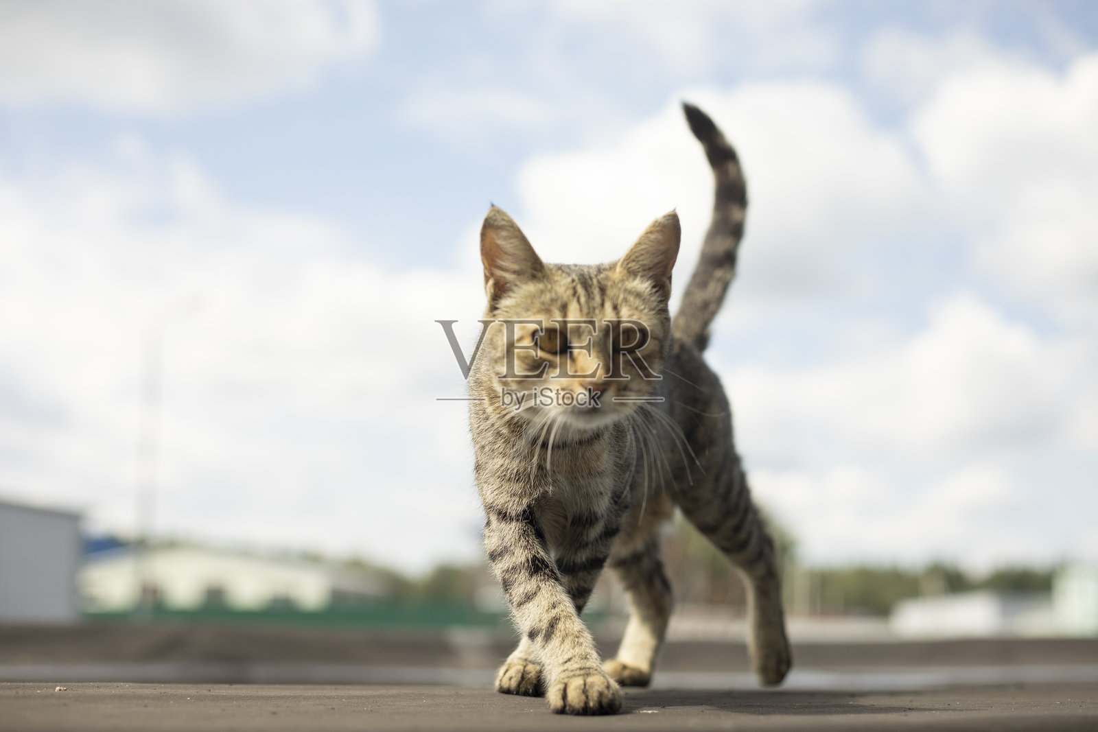 街头猫。一只猫朝着镜头走来。街上的流浪动物。照片摄影图片