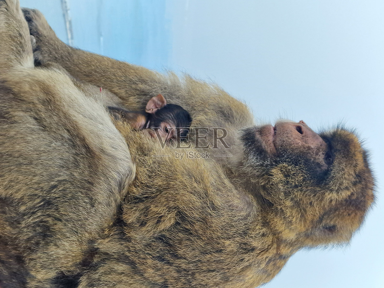 直布罗陀岩石上的猴子照片摄影图片