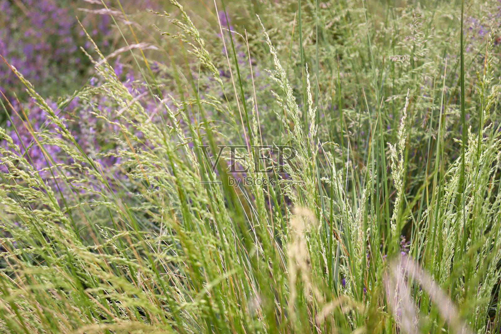 高大的澳大利亚草丛,带有种子头,位于澳大利亚的园林景观中照片摄影图片