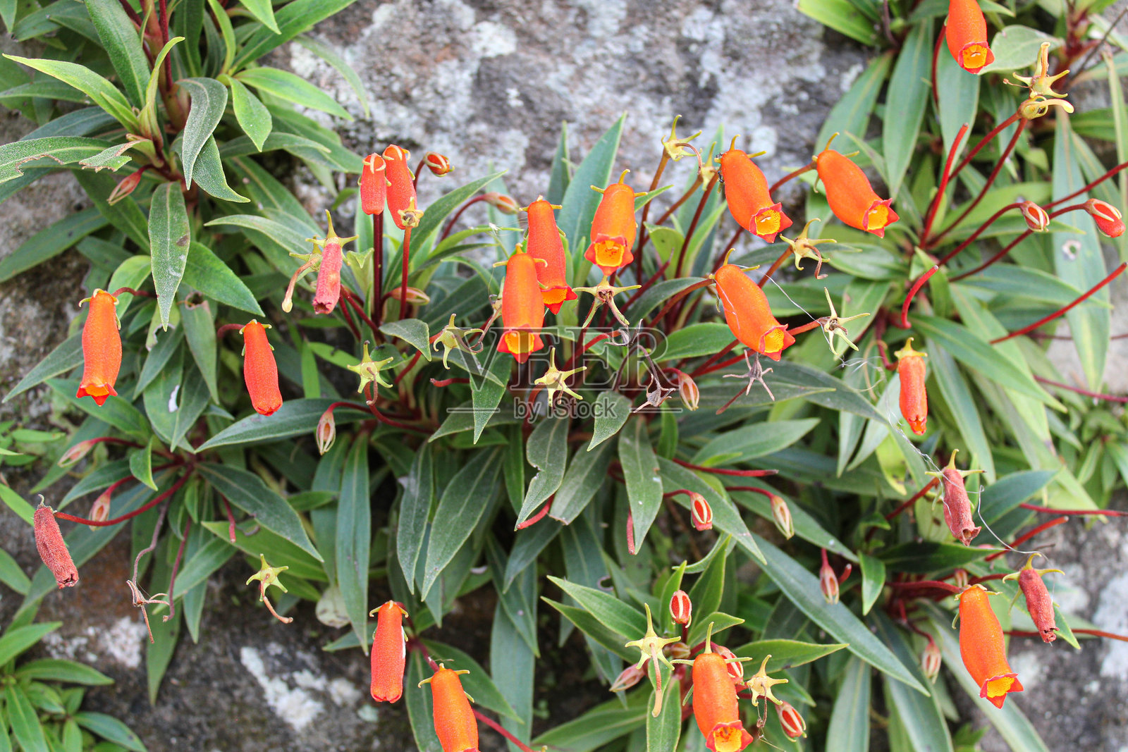 石墙上生长的西曼尼亚花或玻利维亚日落花照片摄影图片
