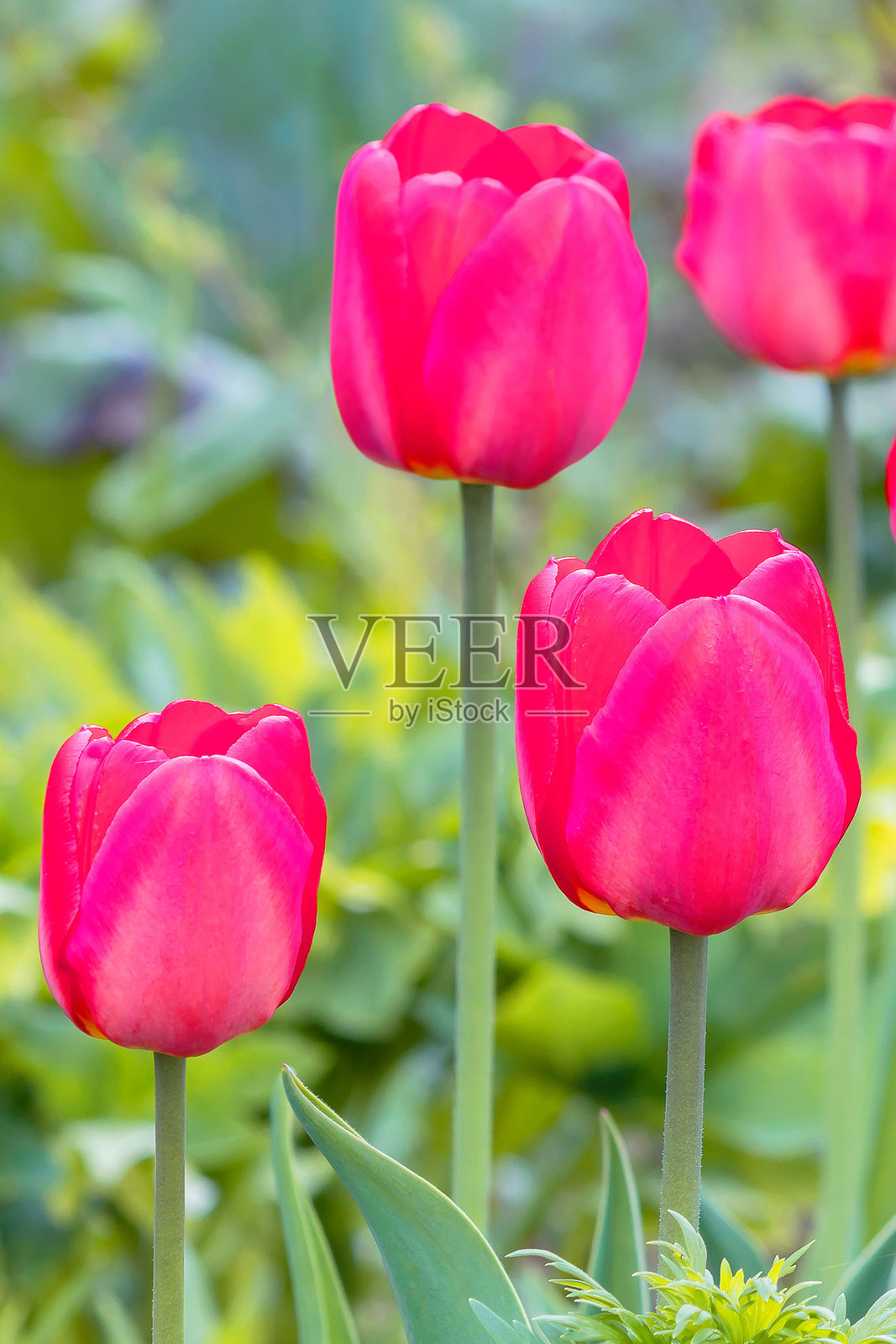 春天盛开的郁金香红色花苞在花坛中,垂直生长。照片摄影图片