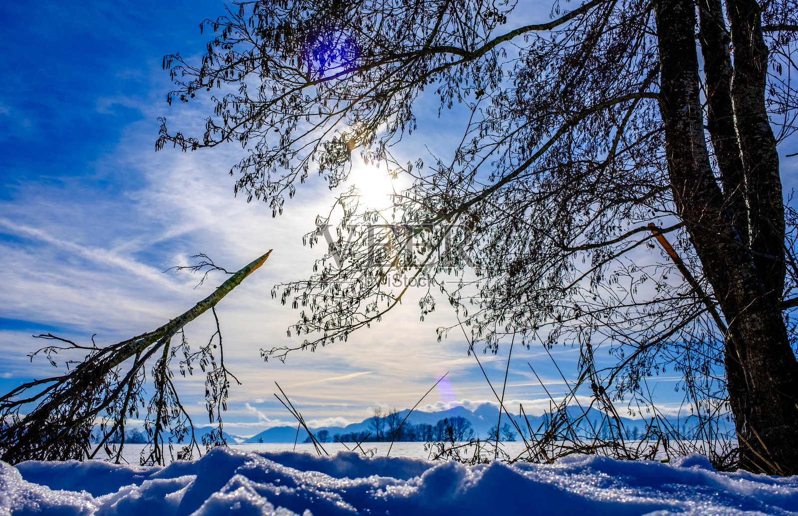 暴风雨后的折断树木照片摄影图片