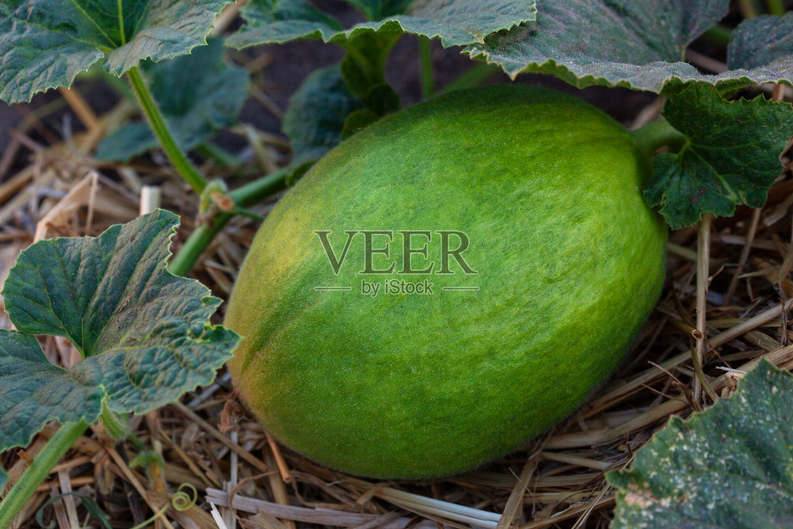 田野中的花园床上有一颗小甜瓜。照片摄影图片