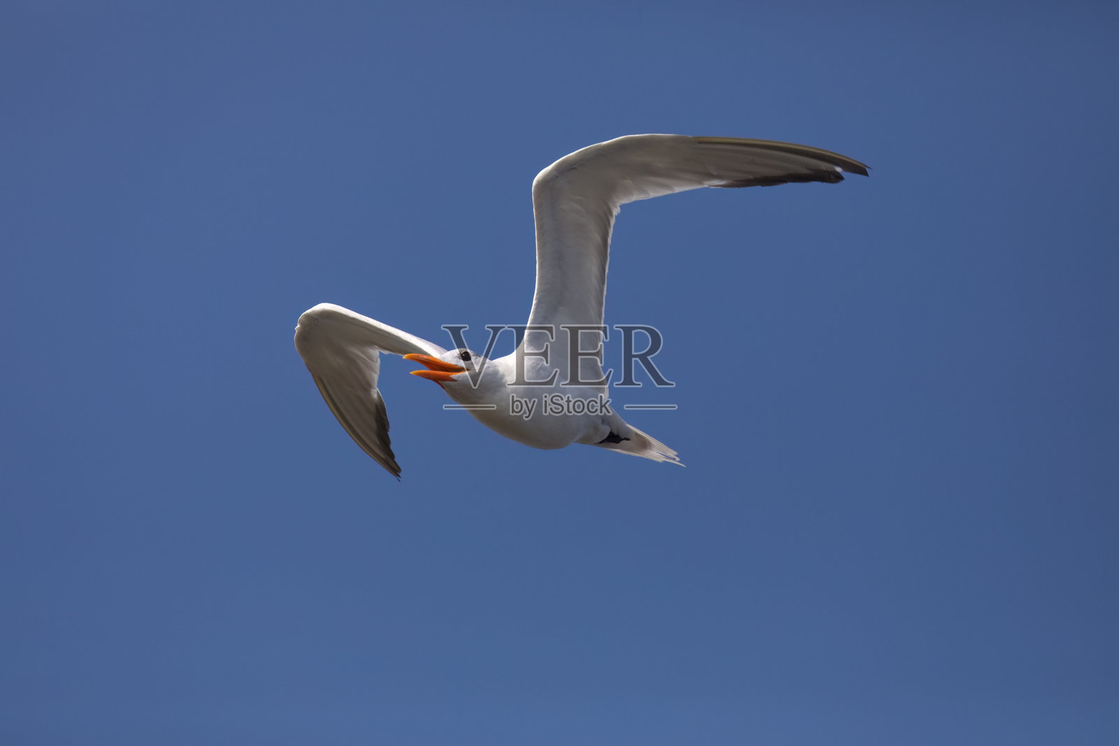 飞翔的皇家燕鸥在美丽的加利福尼亚蓝天中翱翔照片摄影图片