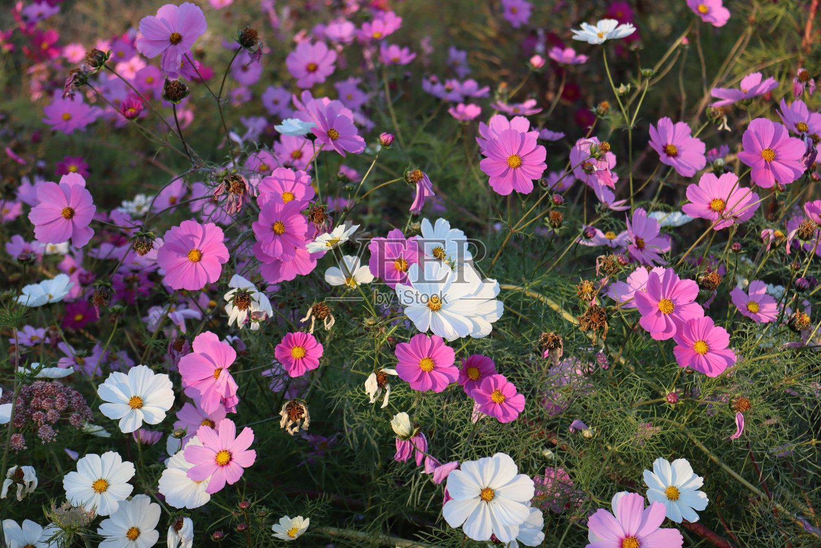 夏天花园里盛开着许多粉色和白色的宇宙花照片摄影图片