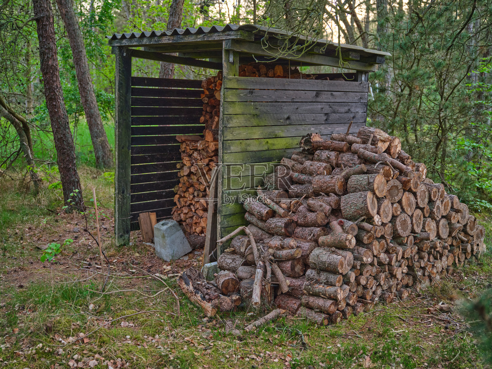 丹麦森林空地上的木柴堆和庇护所照片摄影图片