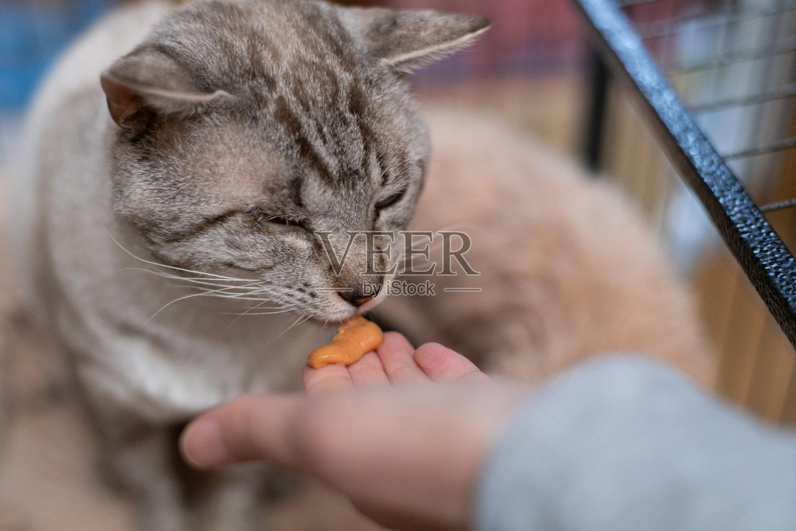 猫从人手中吃食物照片摄影图片