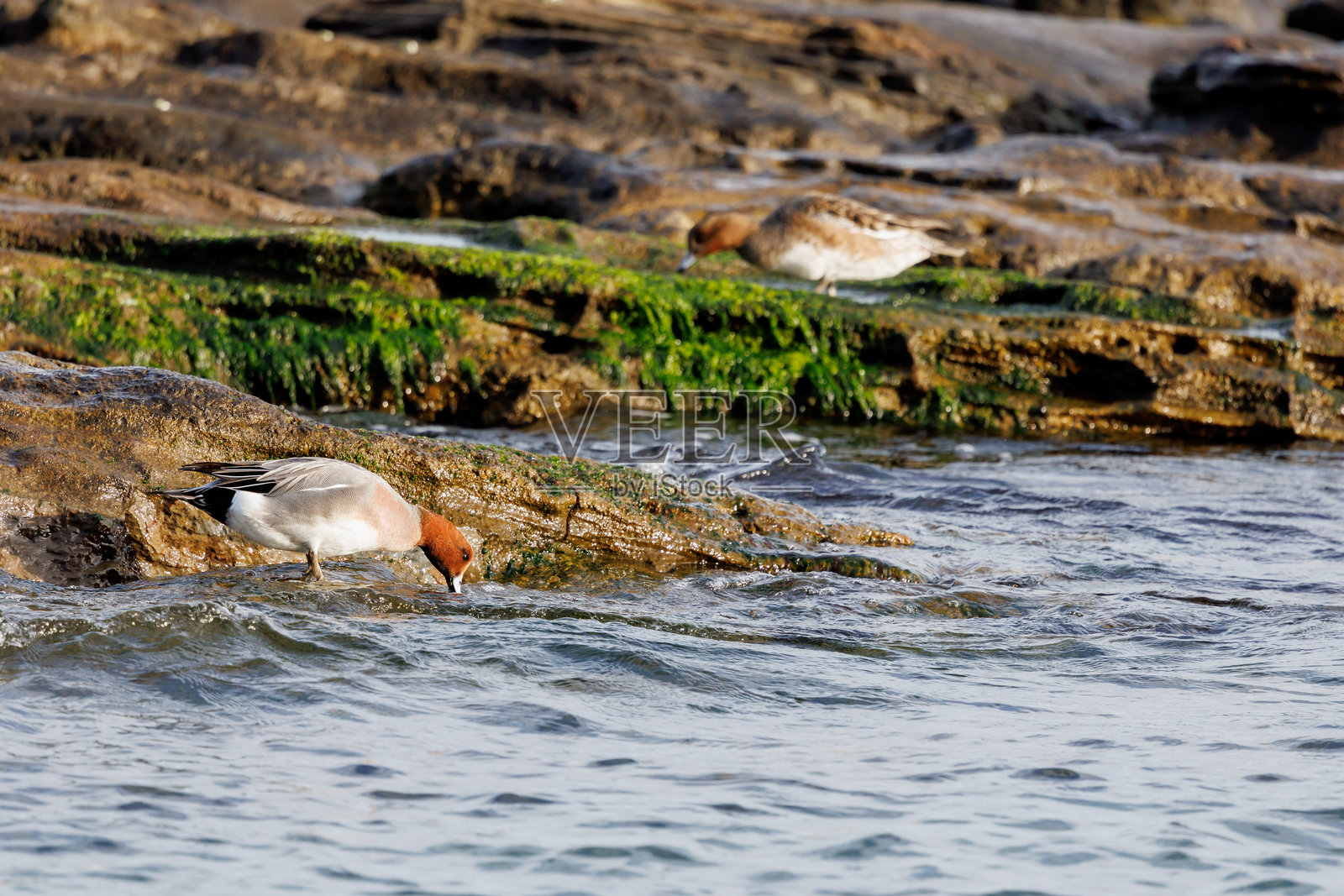 欧亚秋鸭照片摄影图片