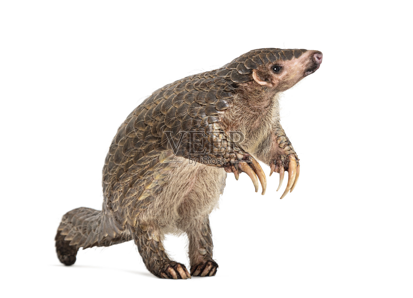 十个月大的幼 pangopup,中华穿山甲,Manis pentadactyla,孤立在白色背景上照片摄影图片