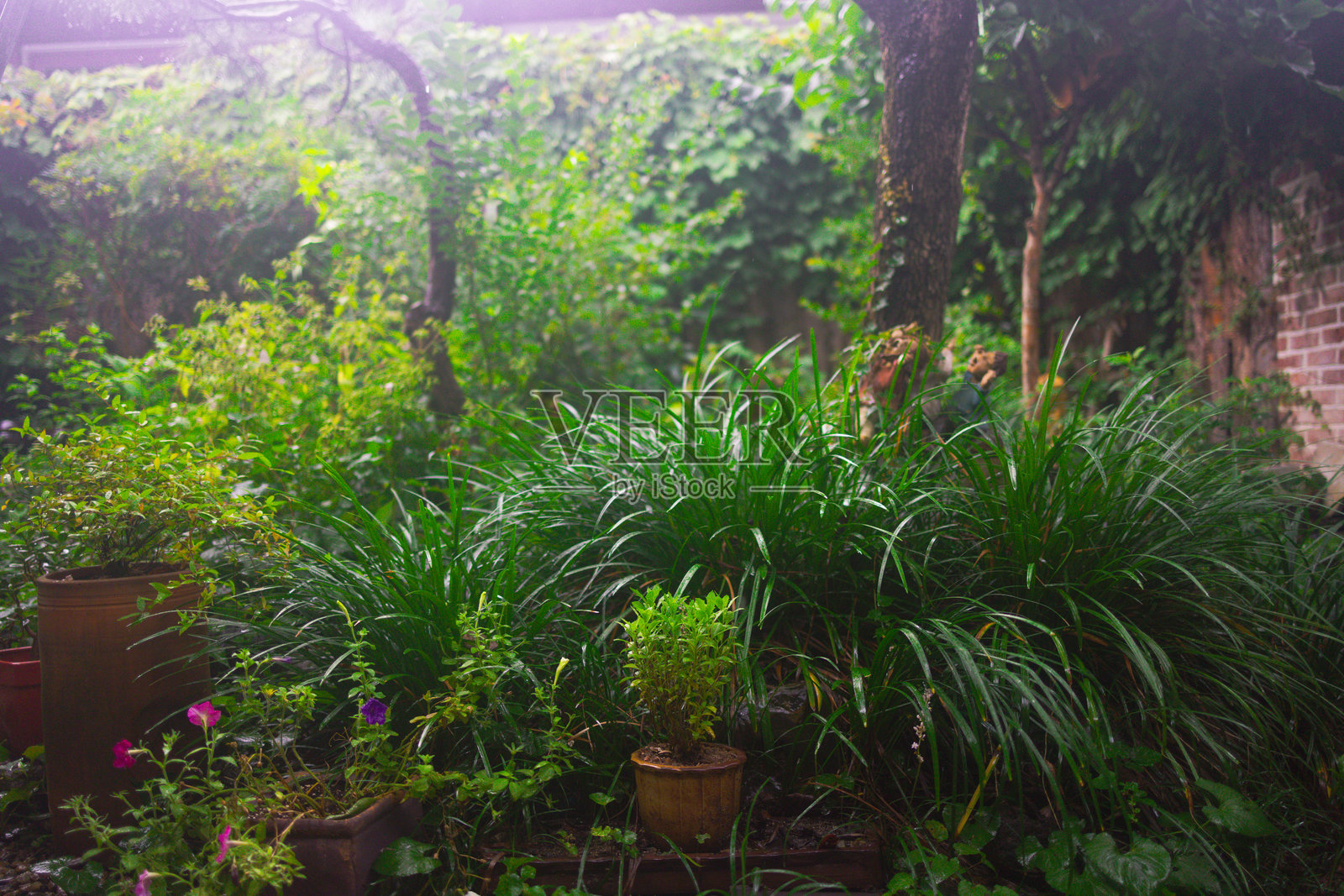 郁郁葱葱的花园绿洲照片摄影图片