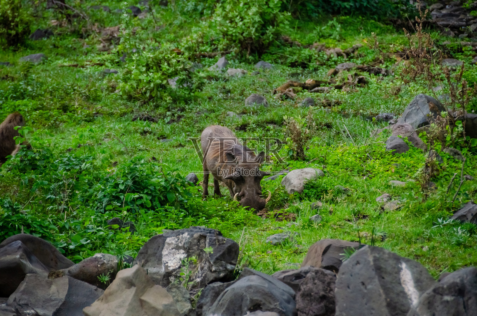 坦桑尼亚非洲塞伦盖蒂国家公园中的野猪。照片摄影图片