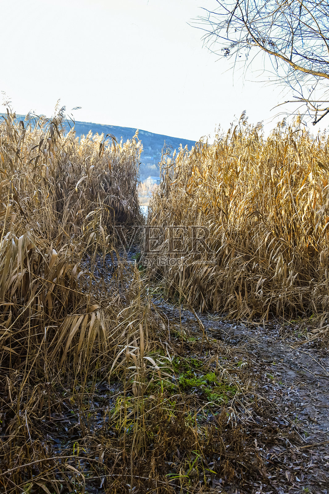 蜿蜒的小径,穿过高高的芦苇丛,背景是多云的天空。通往河流和湖泊的通道。选择性对焦。特写。留白。照片摄影图片
