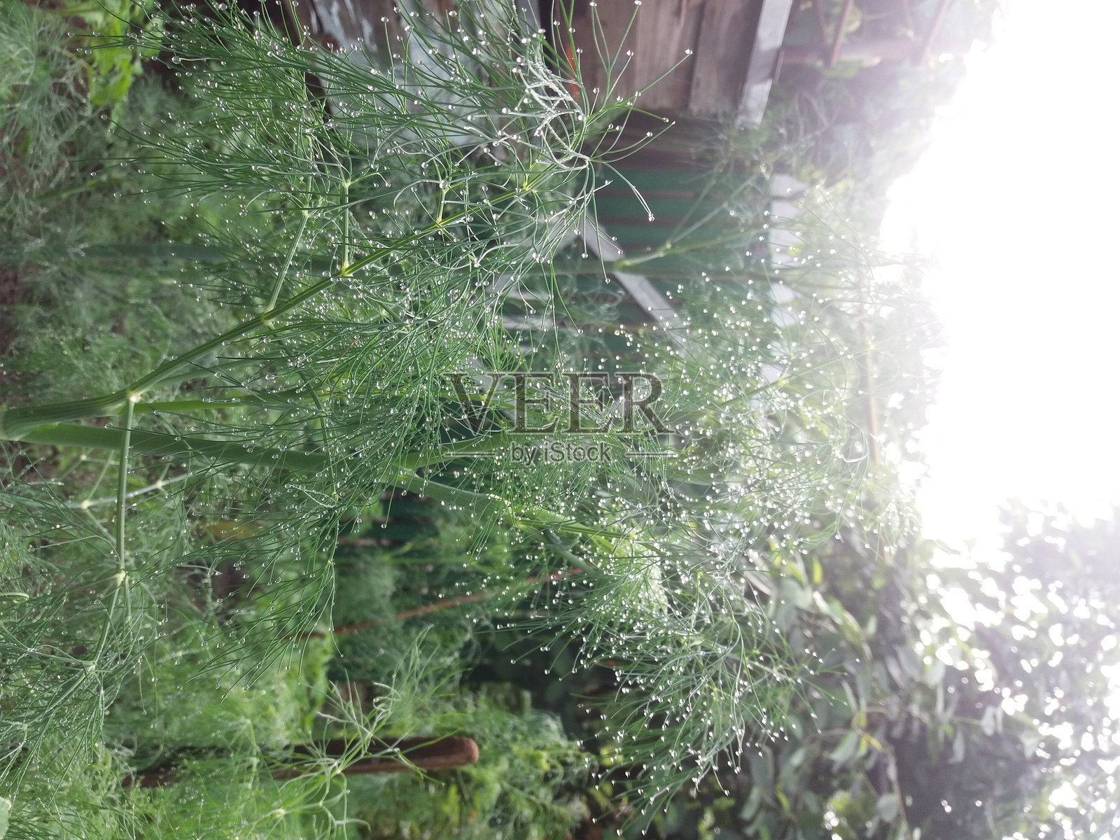 一个充满郁郁葱葱的绿叶、沐浴在温暖阳光和美丽中的郁郁葱葱的花园照片摄影图片