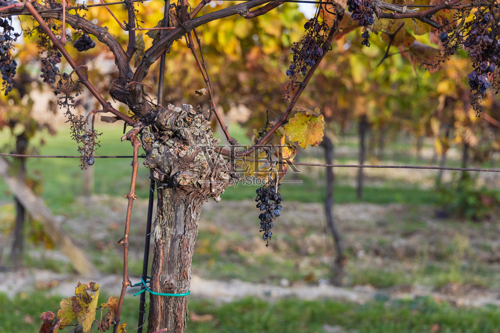 秋季葡萄园风景。帕拉瓦葡萄园和晚霞中的葡萄照片摄影图片