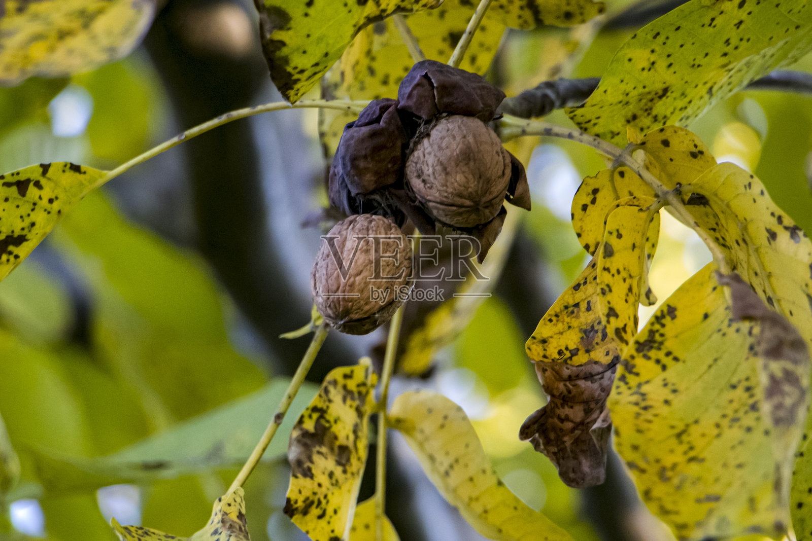成熟的核桃果实挂在树枝上。照片摄影图片