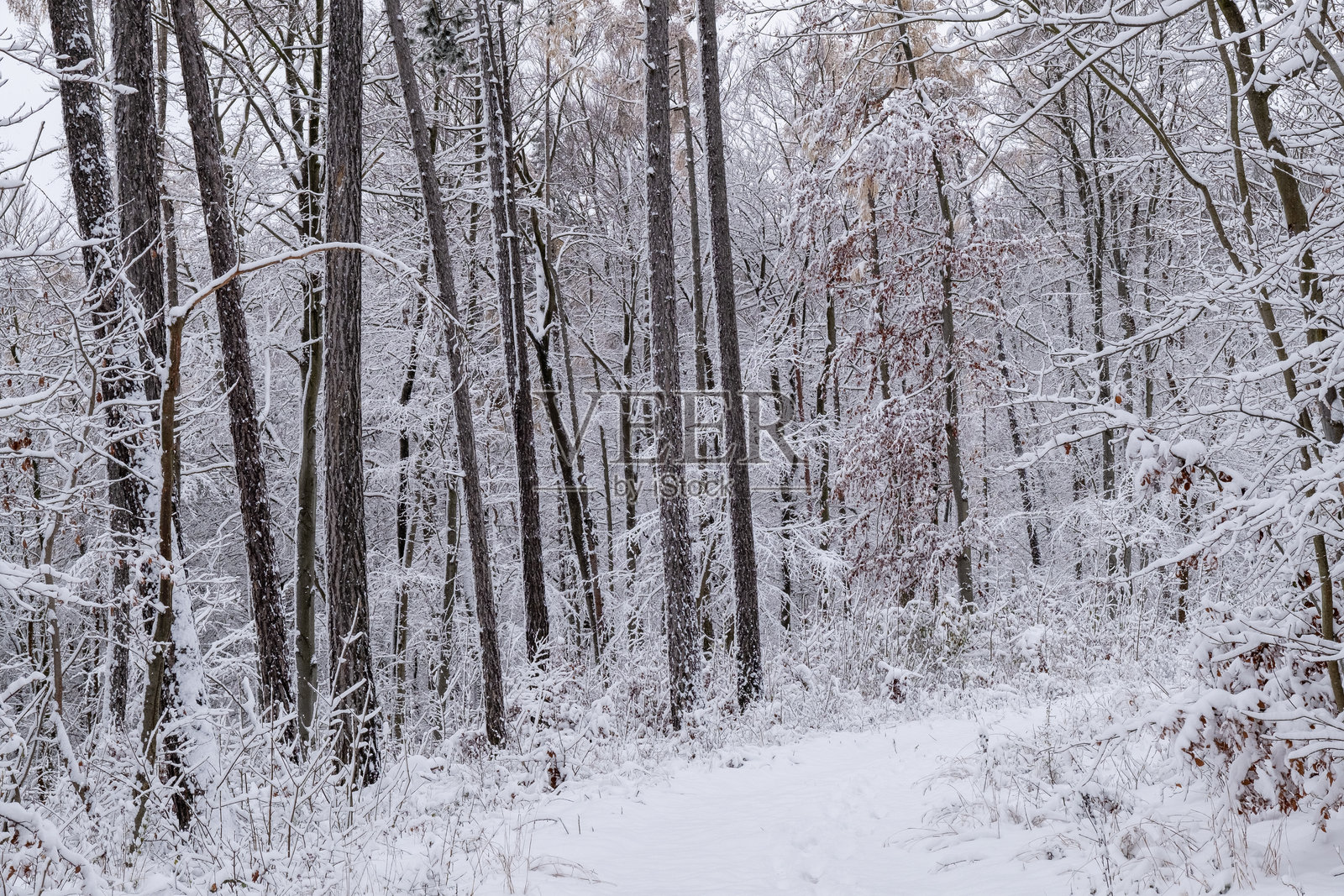 被雪覆盖的森林,树木光秃,积雪深厚。场景宁静而祥和。德国。照片摄影图片