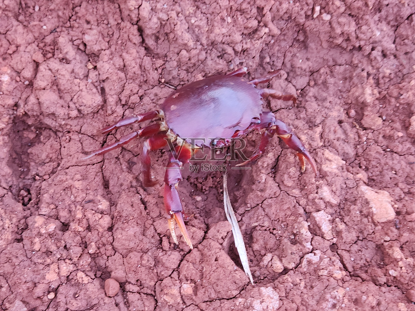 河岸的螃蟹:探索水与陆地的交汇照片摄影图片