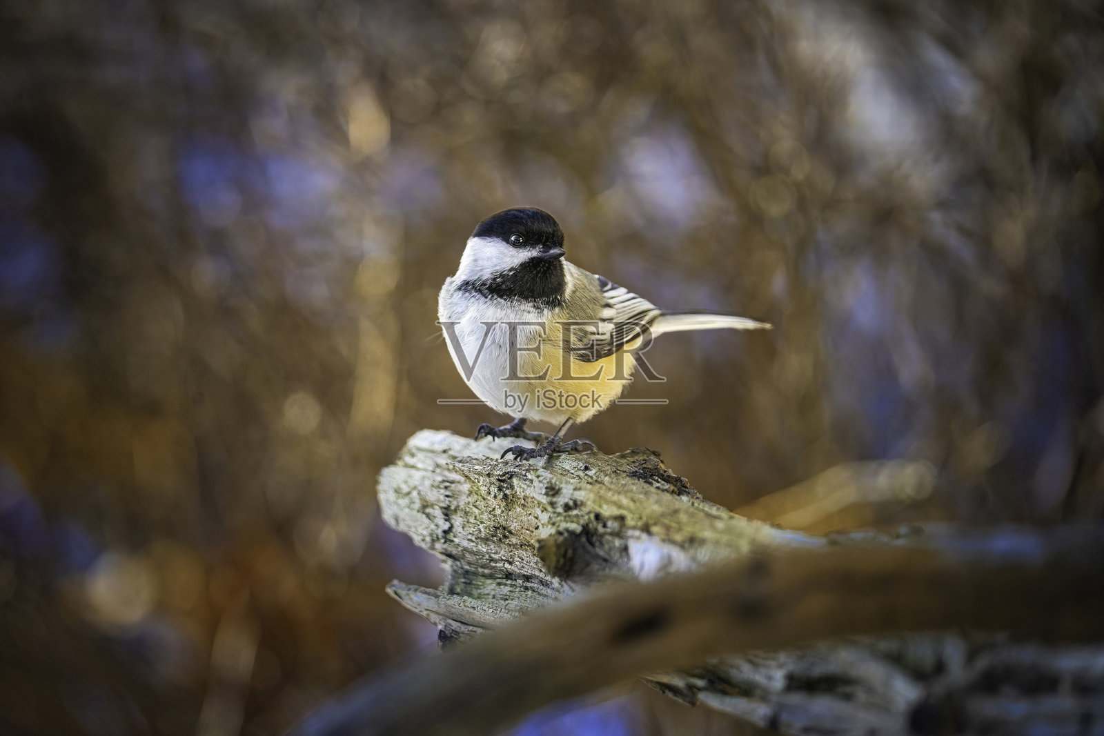 黑顶山雀照片摄影图片