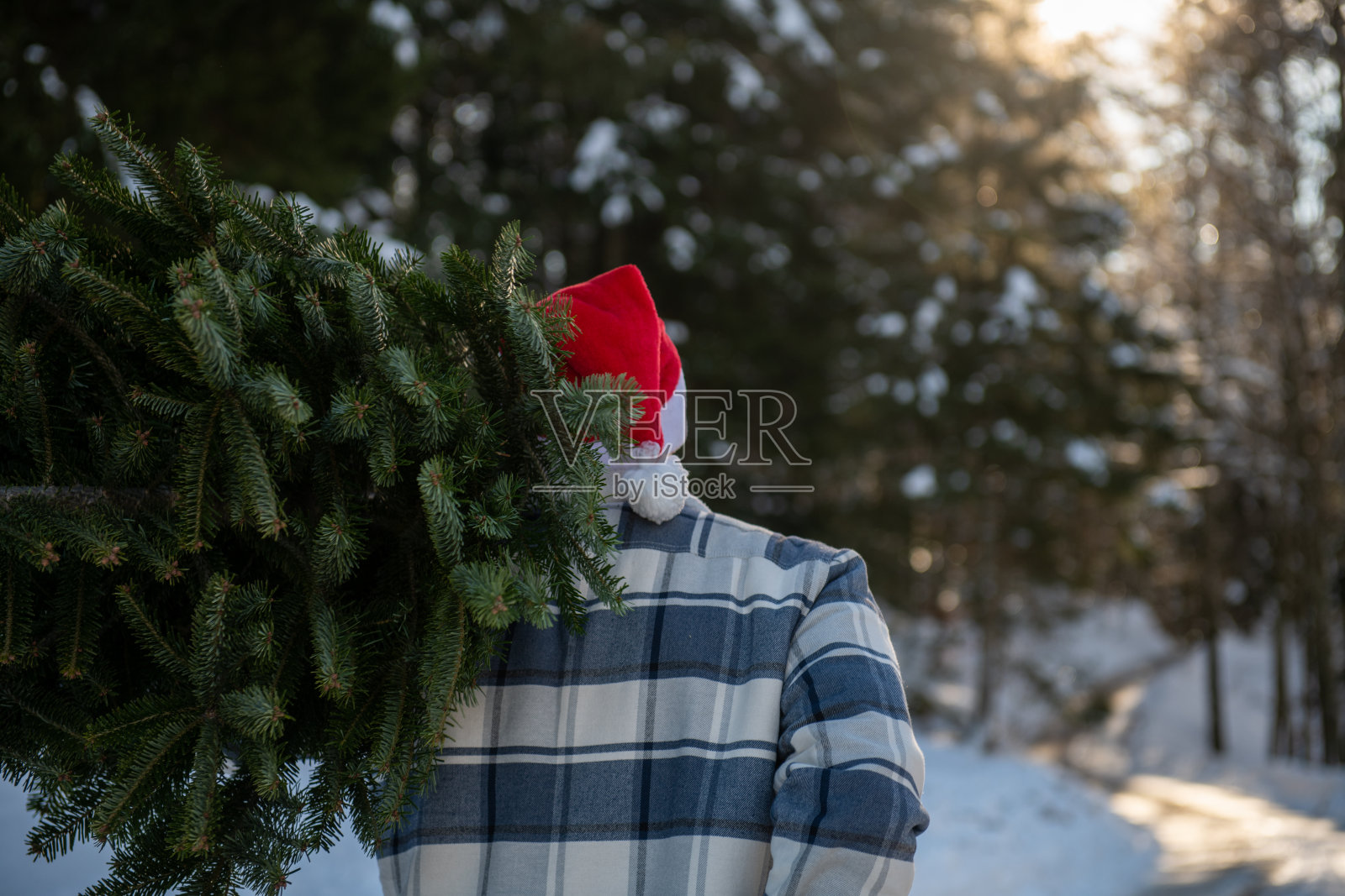 一个戴着圣诞帽的男人在雪覆盖森林中搬运圣诞树照片摄影图片