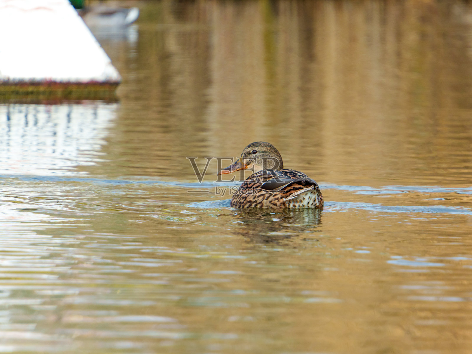 在清晨的光线下,绿头鸭在靠近岸边的平静水面上游泳照片摄影图片