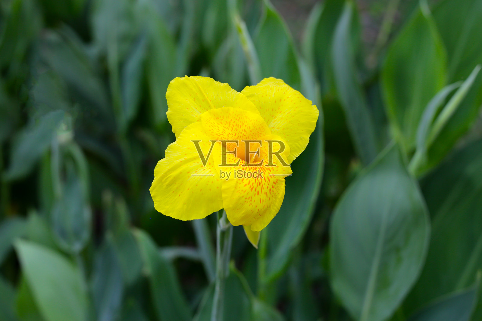 盛开的美人蕉花与绿色叶子照片摄影图片