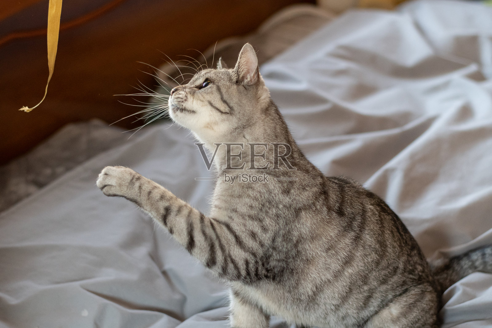 可爱的猫咪在玩玩具照片摄影图片