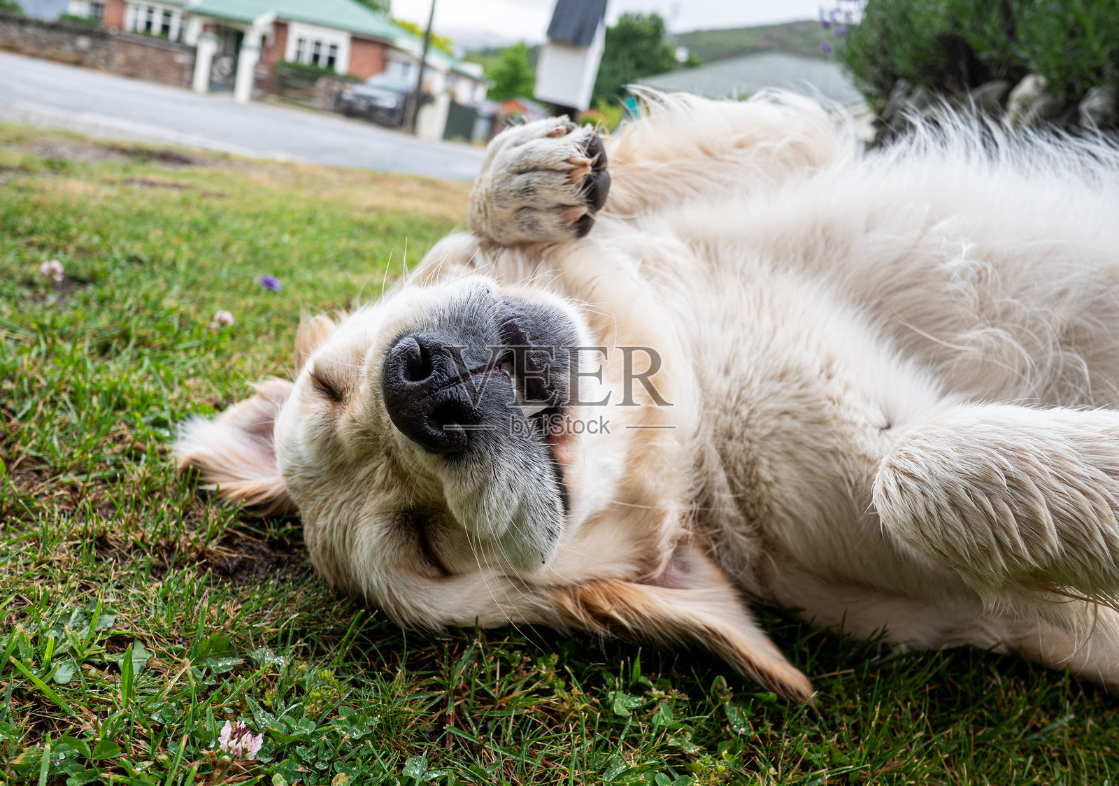 可爱的金毛寻回犬和拉布拉多小狗在地上打滚玩耍的肖像头部特写照片摄影图片