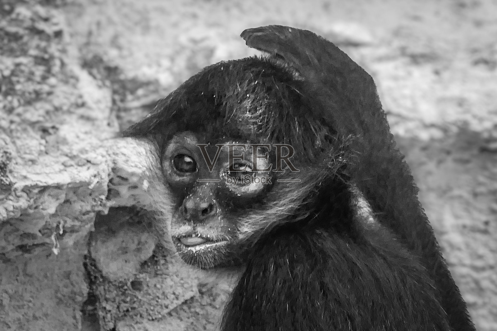 瓜地马拉蒂卡尔国家公园的一只松鼠猴特写照片摄影图片