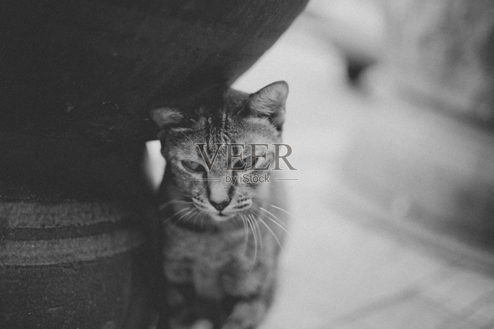 城市流浪动物照片摄影图片