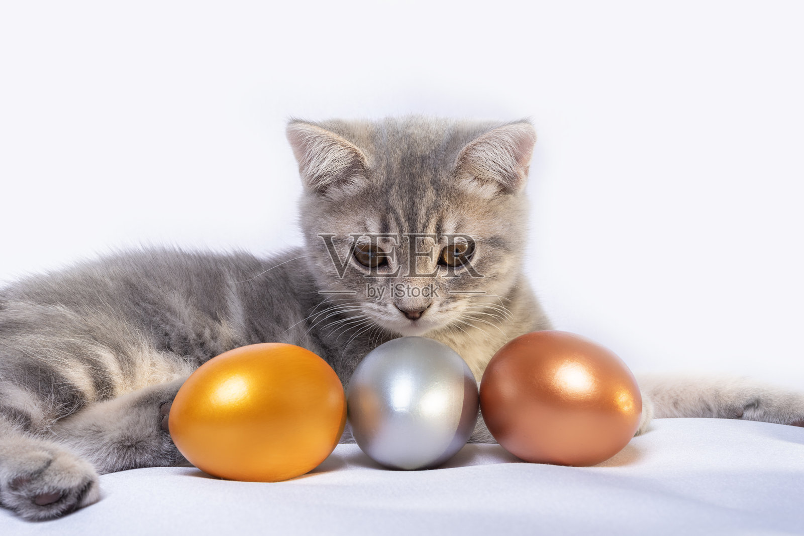 一只小灰色条纹的小猫正在白色床上玩着彩色的鸡蛋。复活节与宠物。照片摄影图片